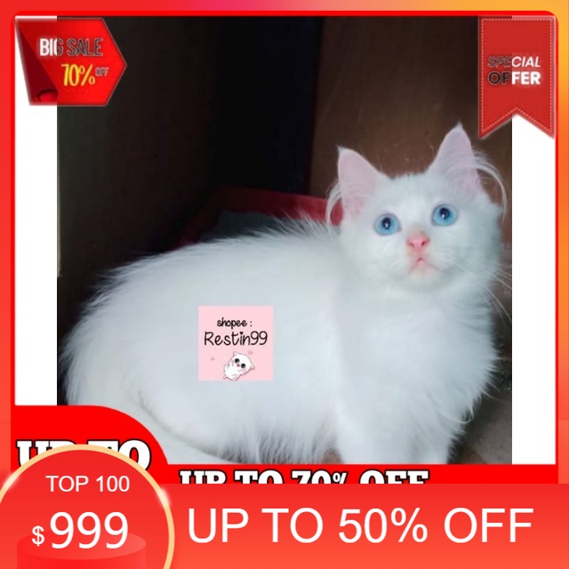 anak kucing persia medium putih solid / bukan peaknose / flatnose / anggora/ mainecoon