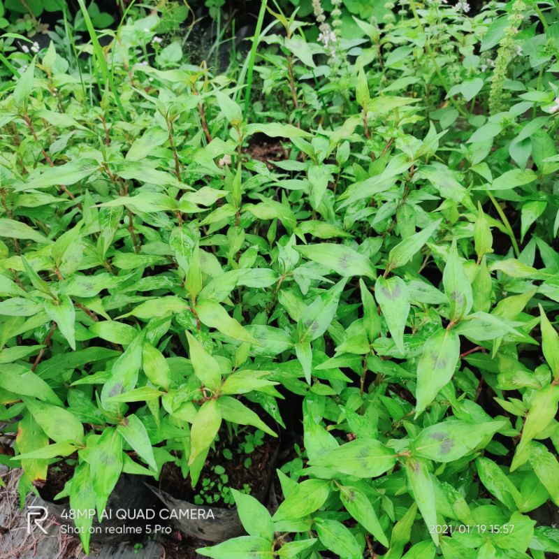 Jual Bibit Tanaman Daun Kesum Polygonum Odoratum Shopee Indonesia 9401