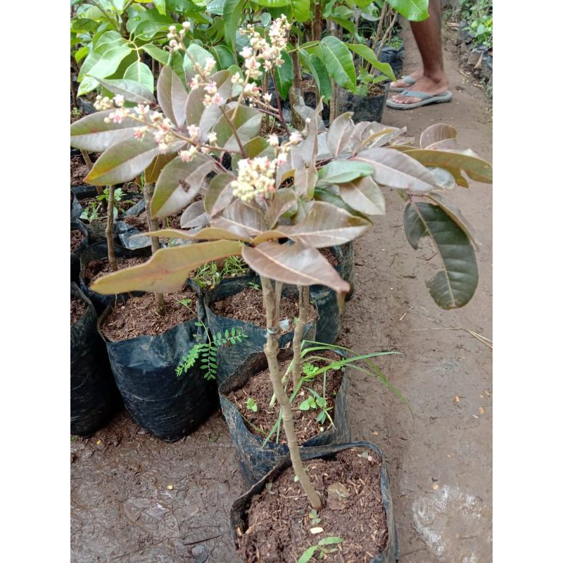 kelengkeng merah berbunga