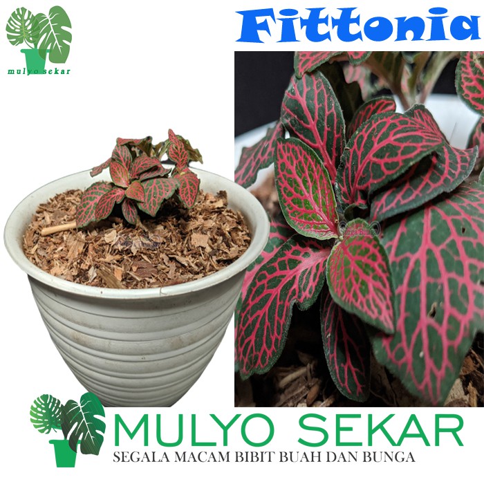 Tanaman Hias Bunga Fittonia pink - Tanaman Hias Bunga Daun Fittonia