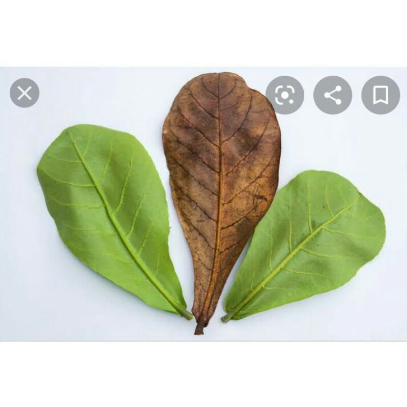 

Daun ketapangKering