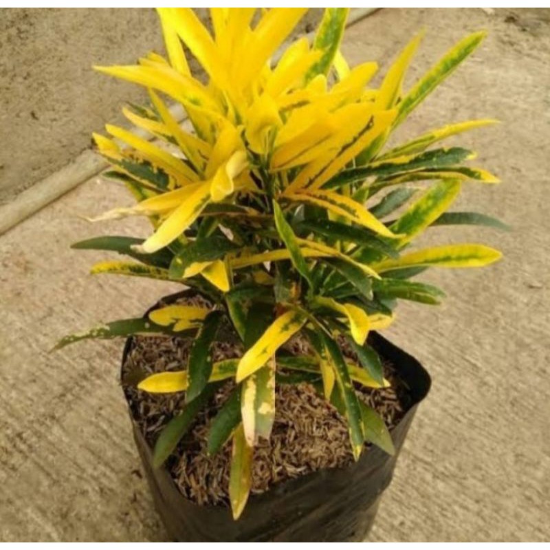 Pohon Puring Teri Tanaman Hias Pohon Puring Teri