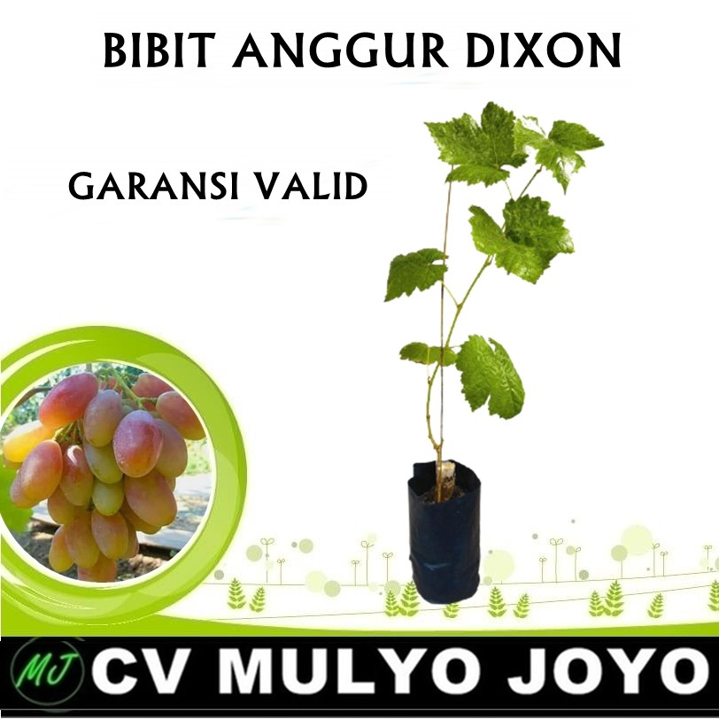 Bibit Buah Anggur Import Jenis Dixon - ROOTSTOCK LOKAL