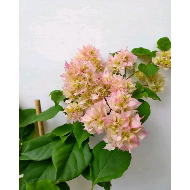 Bougenville Hawai Cherry Blossom