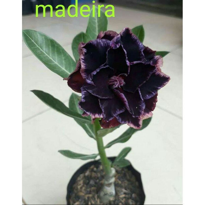 bibit bunga kamboja adenium tumpuk jenis MADEIRA