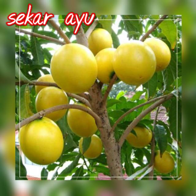 Bibit Buah Sawo Australia / Sawo abiu.