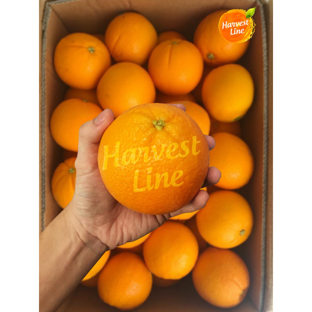 

BUAH JERUK NAVEL IMPORT 1KG [HARVEST LINE]