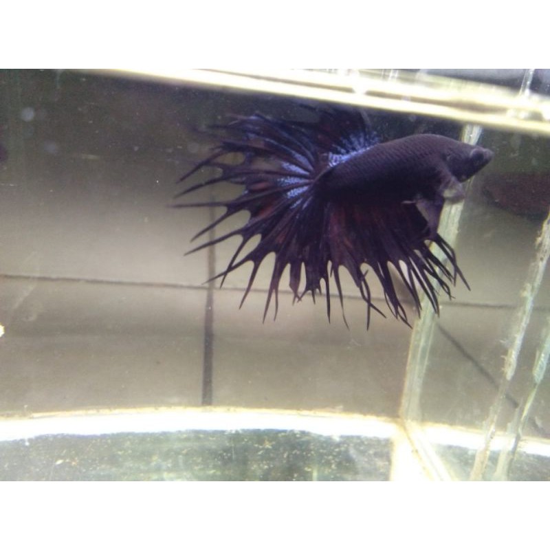 cupang hiasan HM black series avatar