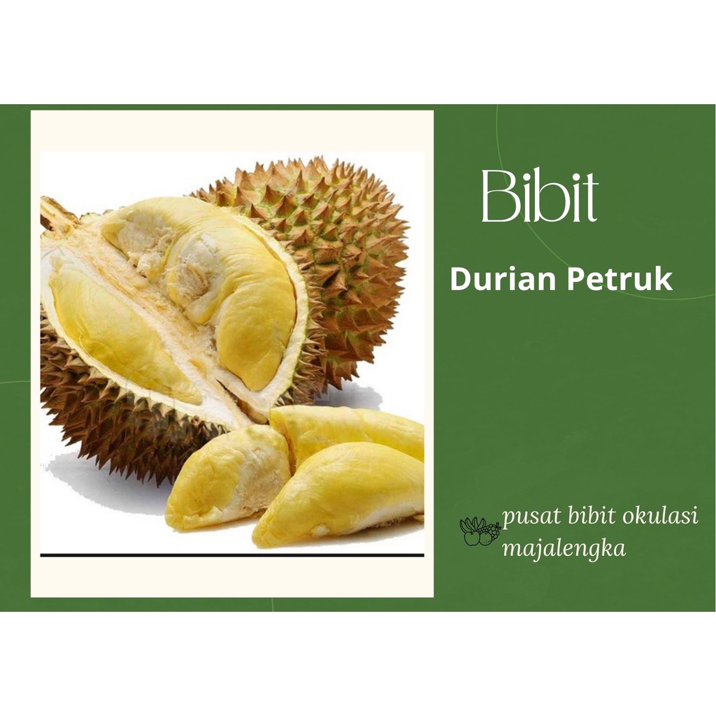 Bibit Tanaman Durian Petruk bibit okulasi majalengka