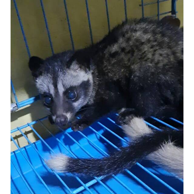 Muspan ekput morph mata biru