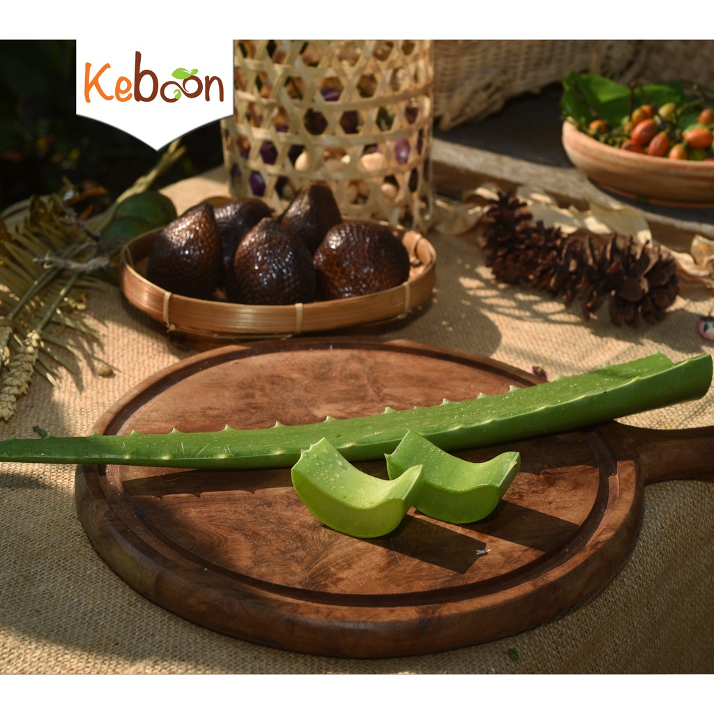 

Aloe Vera / Lidah Buaya (600 gr)