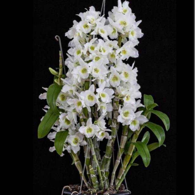 Dendrobium Nobile "White" Dewasa