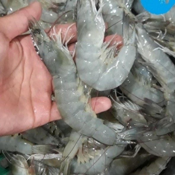 

Udang Vaname / Peci Segar size Kasar2 500 gram 1kg