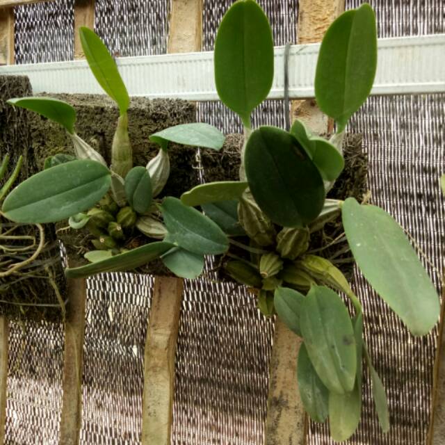 Anggrek Dendrobium agregatum dewasa