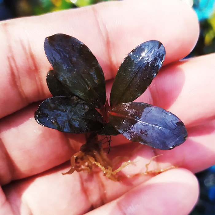 bucephalandra sp pandora queen