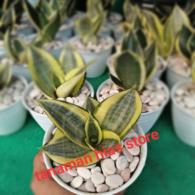 2.2 COD  SALE Jual Pot dan tanaman - sansivera golden honey - sansivera mini