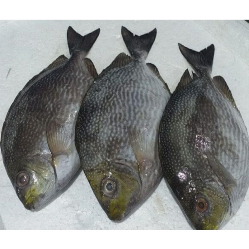 

Ikan Baronang Batik isi 2-4 ekor perkg