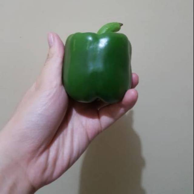 

Paprika Hijau/Merah/Kuning @ 500 g per pack