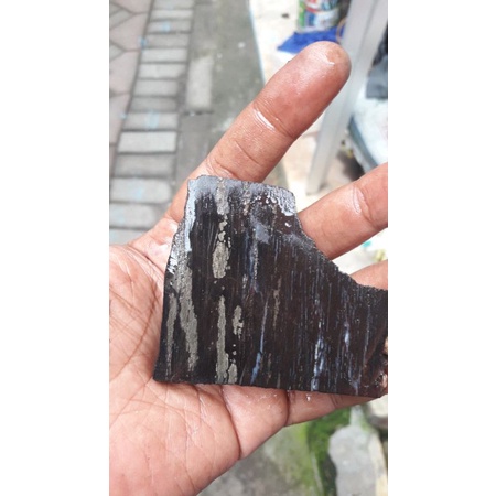 fosil kelor serat emas