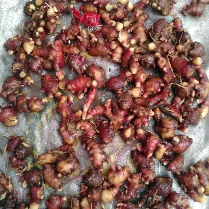 

LAINNYA-KEMASAN-MINUMAN- JAHE MERAH SEGAR KEBUN SENDIRI 1000 GRAM DAN SUDAH DI CUCI BERSIH -MINUMAN-