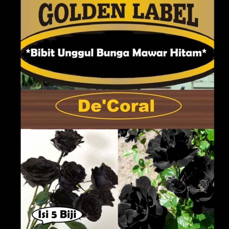 Bibit Unggul Bunga Mawar Hitam |Benih Bunga Mawar Hitam|Black Rose