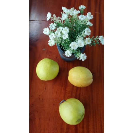 

AKENA BUAH Pear Xianglie termurah (Berat 900g-1kg,isi -+6/7pcs)