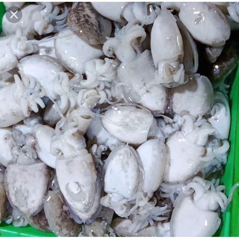 

baby sotong fresh kecil per 500 gram