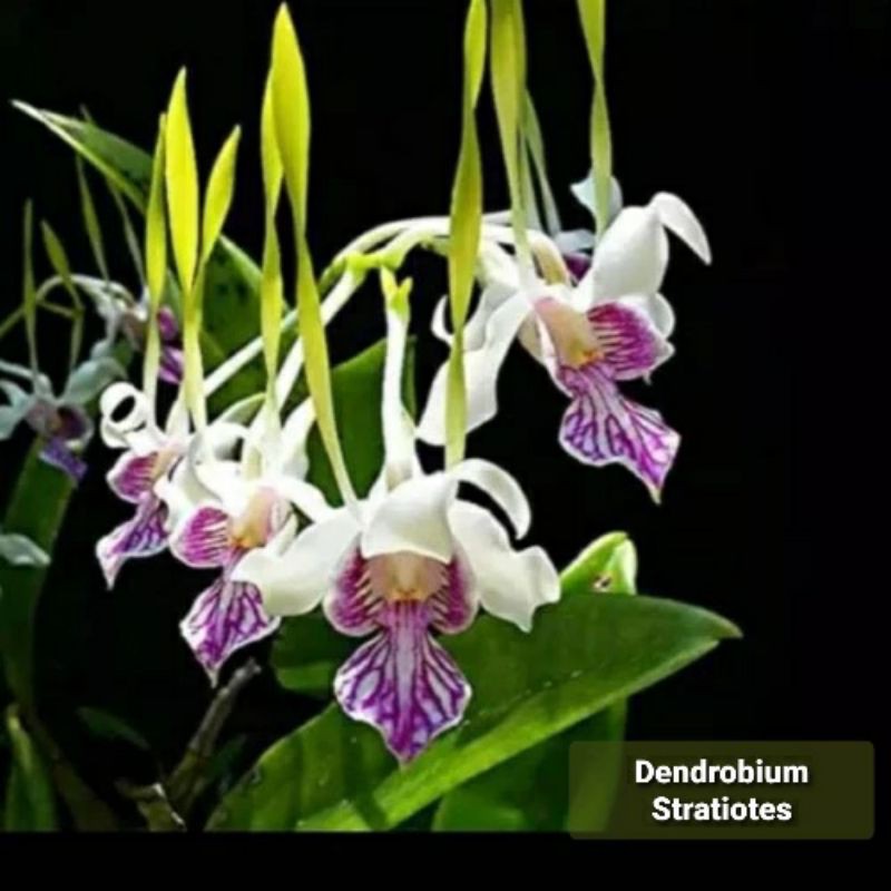 dendrobium stratiotes