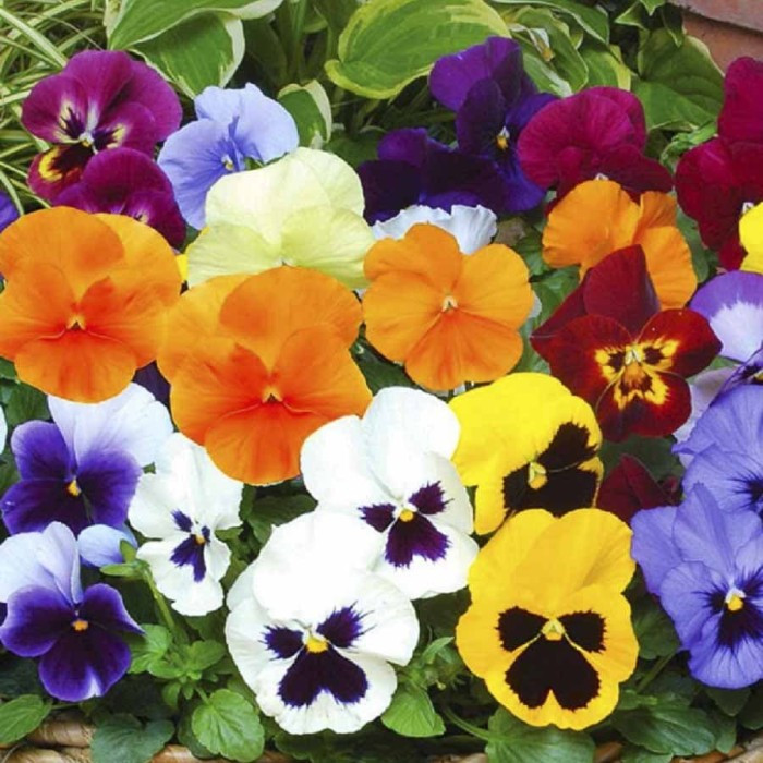 Haira Seed Bibit-Biji Bunga Pansy Swiss Giant Mix