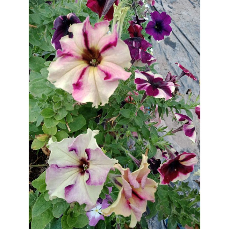 

petunia KRIWIL