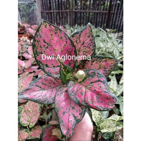 Aglonema dut anjamani / Dud anjamani murah / PROMO Dut anjamani murah