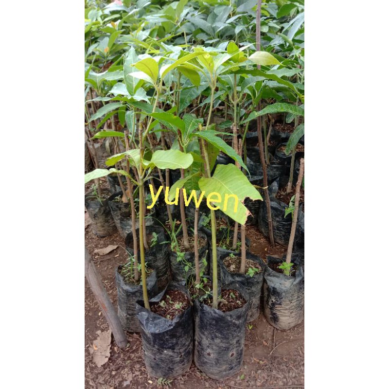 

bibit buah yu wen okulasi,stek,