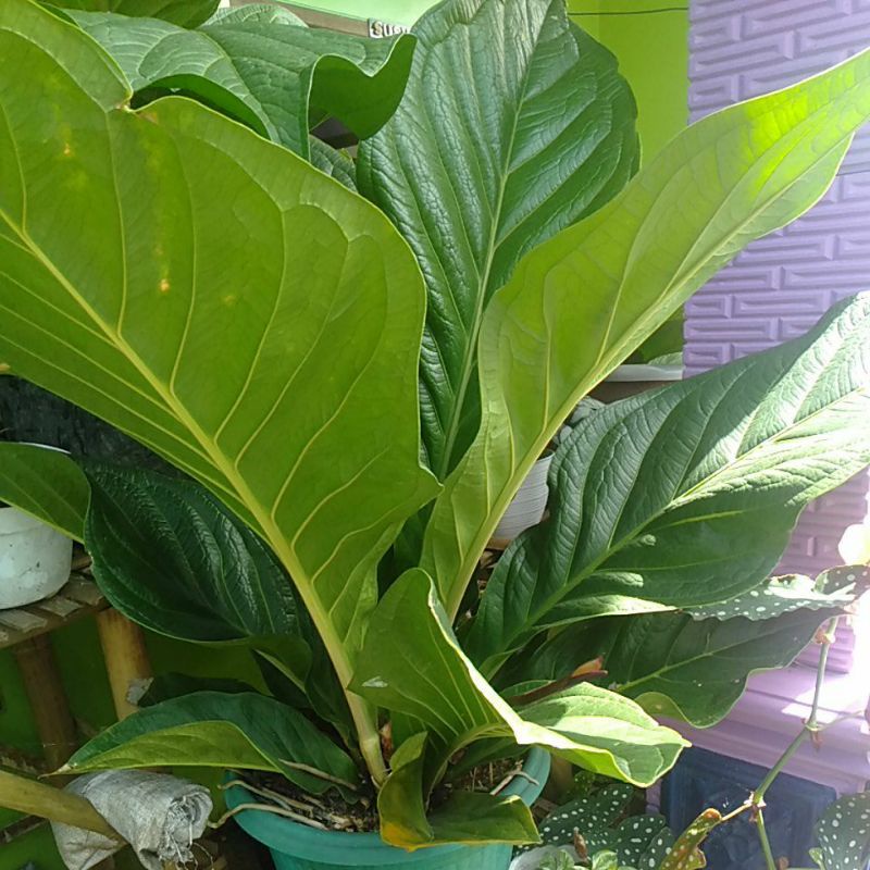 antorium jemani cobra