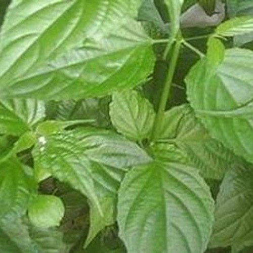 

DAUN DANDANG GULA KERING 250 GRAM - Clinacanthus Nutans - MURNI