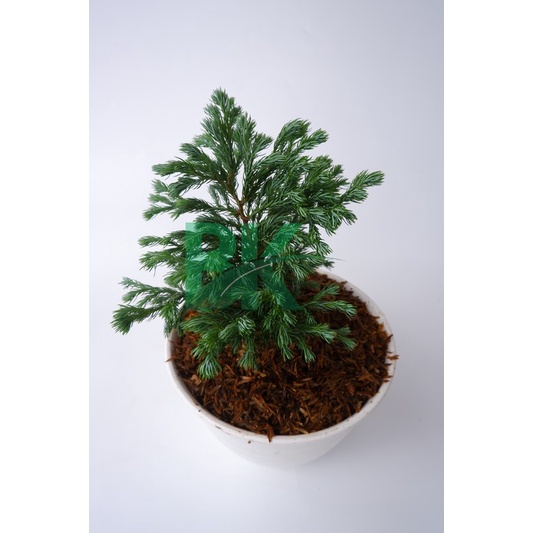 Tanaman Cemara Perak Biru (Juniperus Squamata) Blue Star- BAKUL KEMBANG