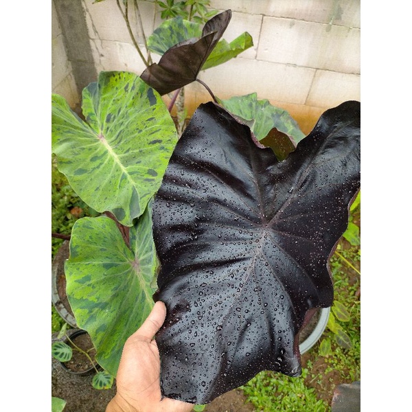 colocasia black coral