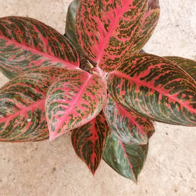 Bunga aglonema. Reanita jumbo