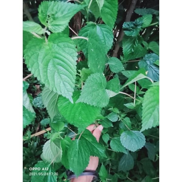 

jual daun jelatang segar 1kg