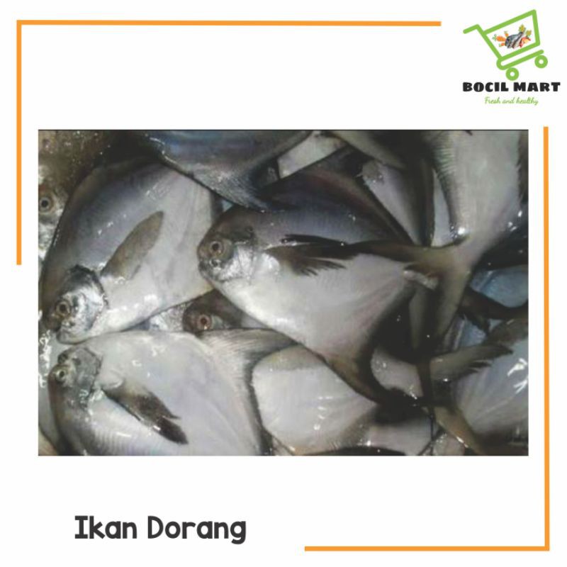 

[BOCIL MART] IKAN DORANG SEGAR 500GR