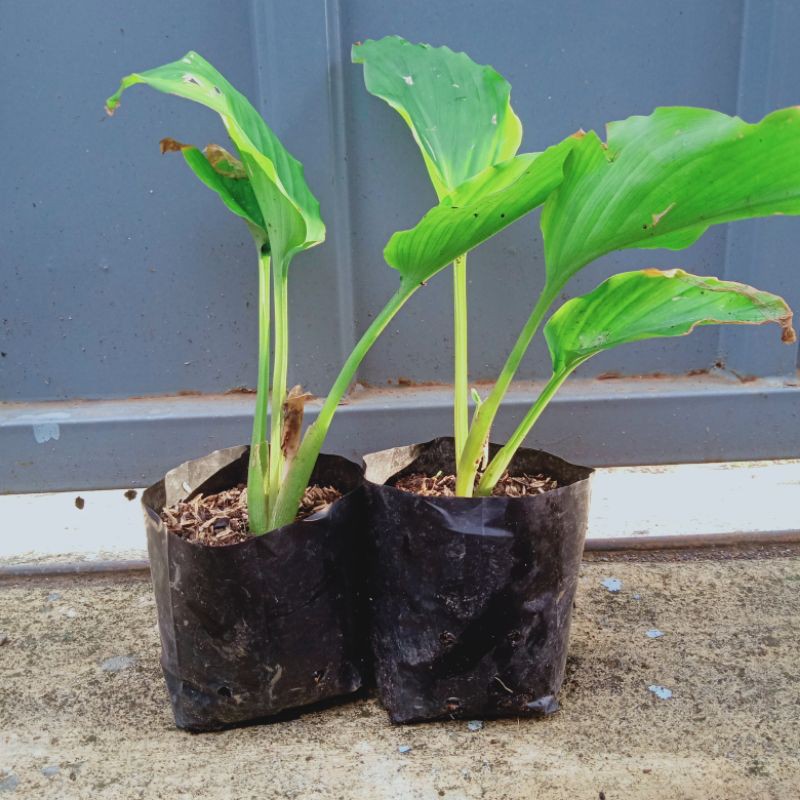 Bibit Kunyit Hitam (Kaempferia parviflora)