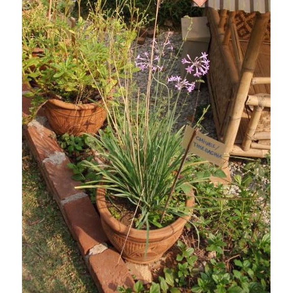 Bibit Tanaman Purple Chives (Kucai Ungu) Organik