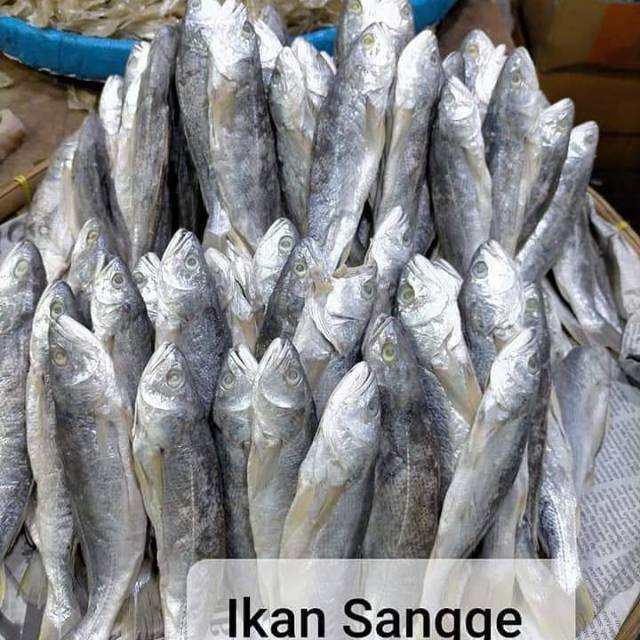 

ikan Sangge
