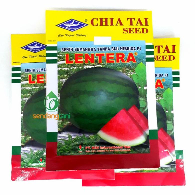 BENIH SEMANGKA NON BIJI LENTERA F1 20 GR TERLARISS...,,,,,