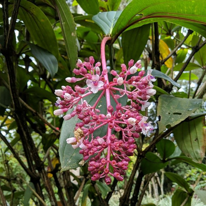 DIARY PETANI - Tanaman Parijoto Hidup Siap Berbuah