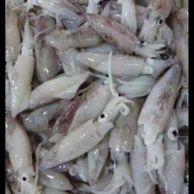 

CUMI SEGAR 500 gram (Setengah Kg), DIKIRIM SETELAH DIBEKUKAN.