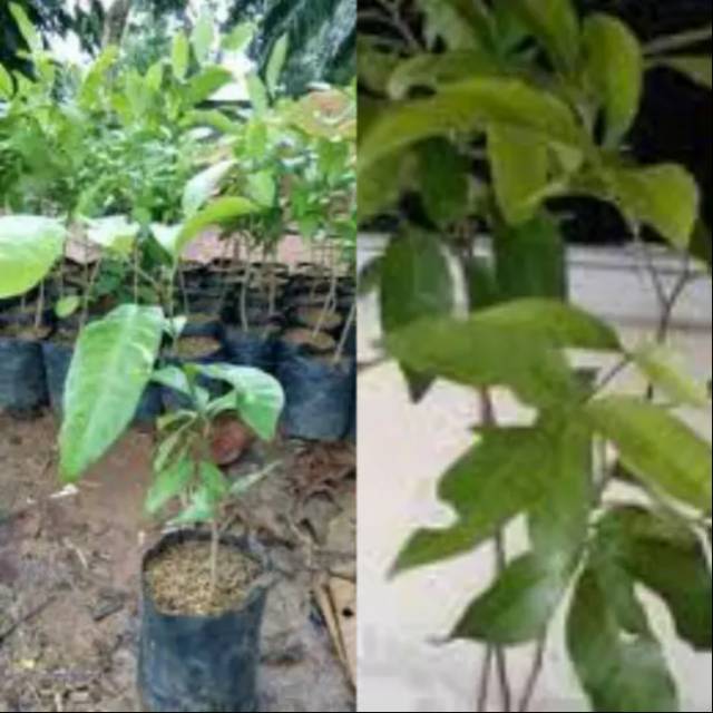 Bibit cendana kupang