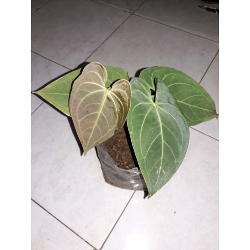 kuping gajah kalong hybrid