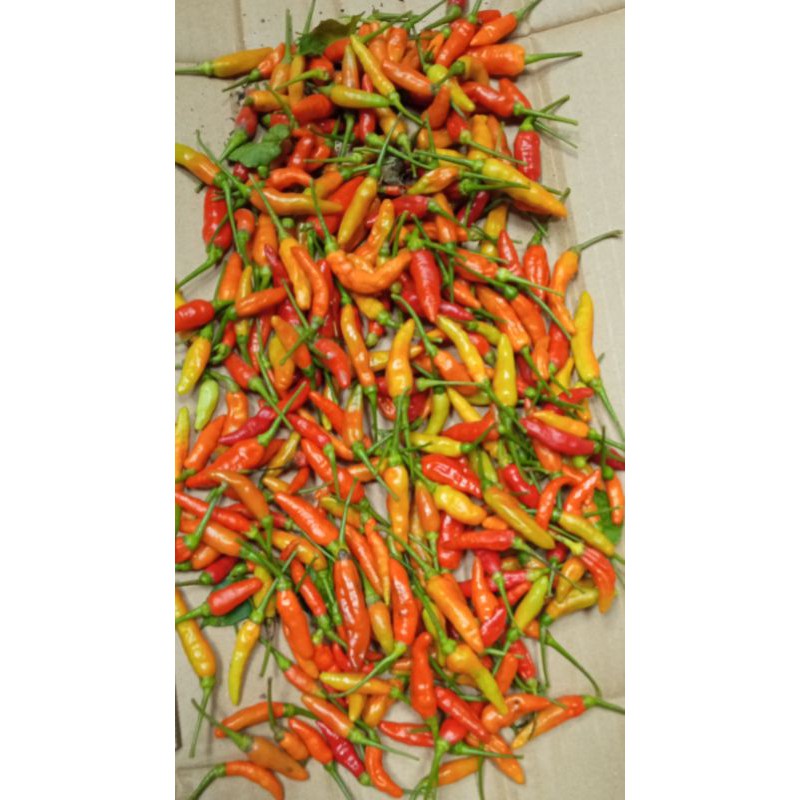 

Cabe rawit merah Fresh 250gram