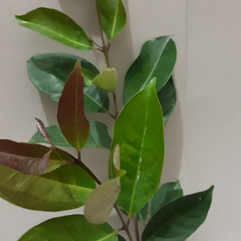 

DAUN SALAM SEGARRR 25 GRAM / SALAM BUMBU / SALAM WANGI