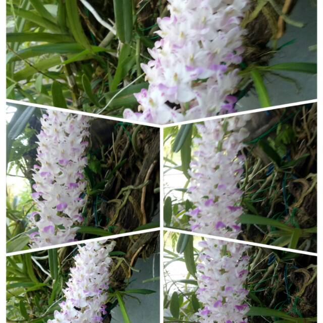 marianimajidmitrapaytren